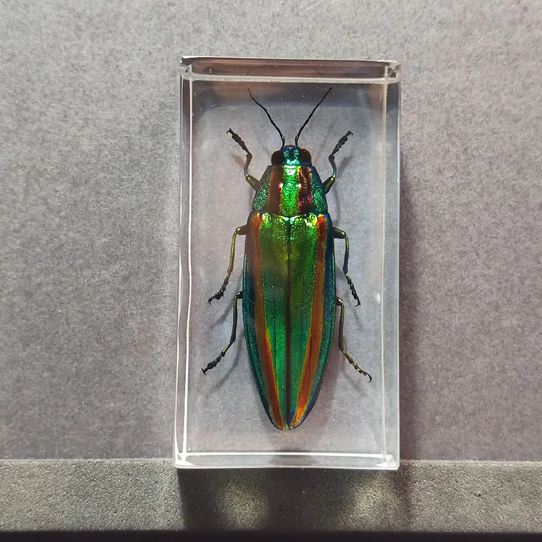 2026年最新】標本 昆虫 タマムシの人気アイテム - メルカリ