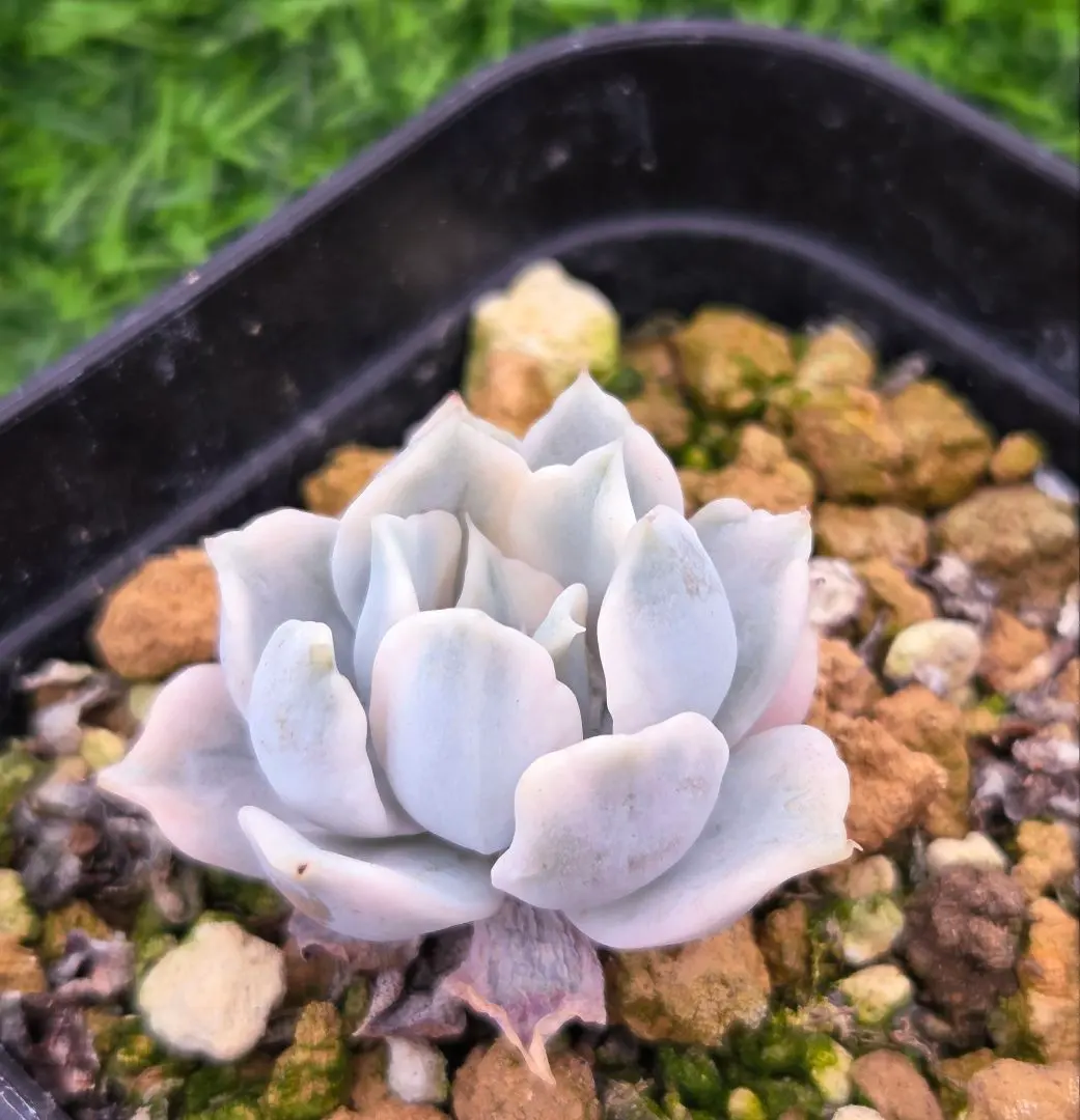 2026年最新】リラシナ錦の人気アイテム - メルカリ