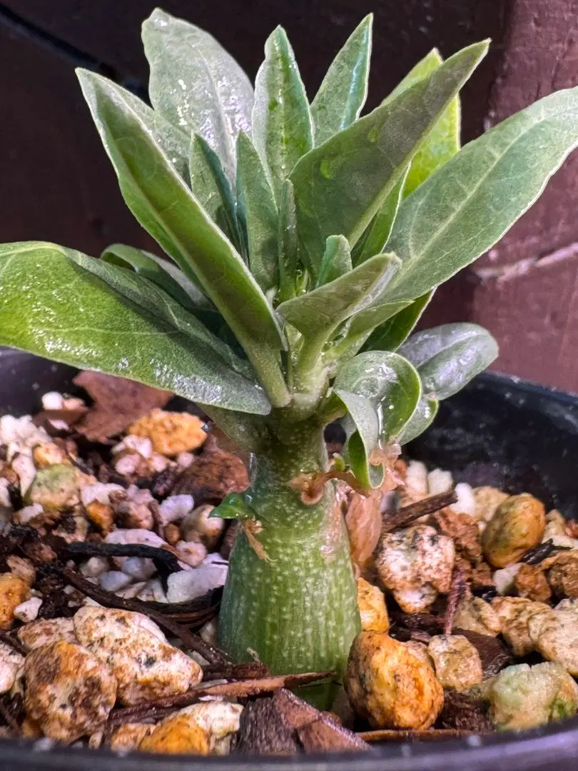 2026年最新】アデニア 種子の人気アイテム - メルカリ