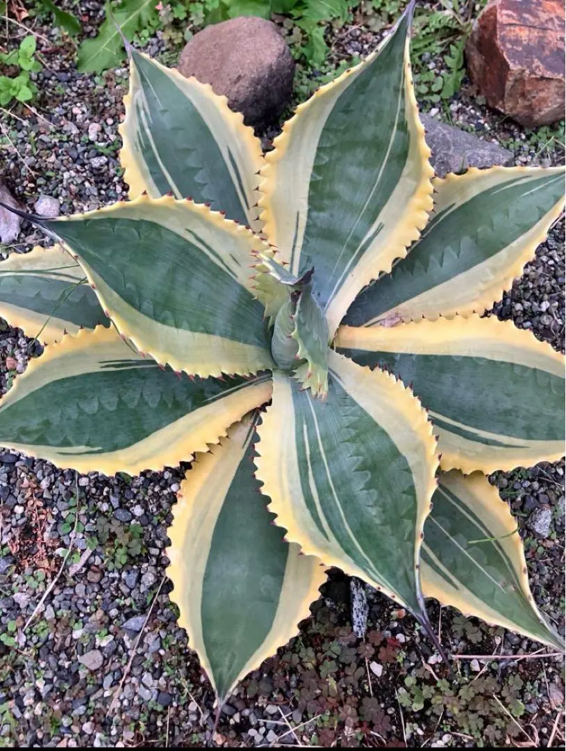 2026年最新】フェロックス 斑の人気アイテム - メルカリ