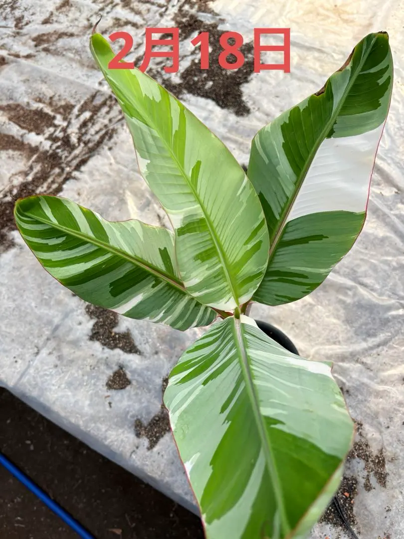 2026年最新】斑入りバナナの人気アイテム - メルカリ