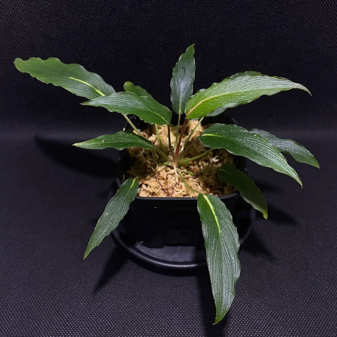 2026年最新】ホマロメナ 正規タグの人気アイテム - メルカリ