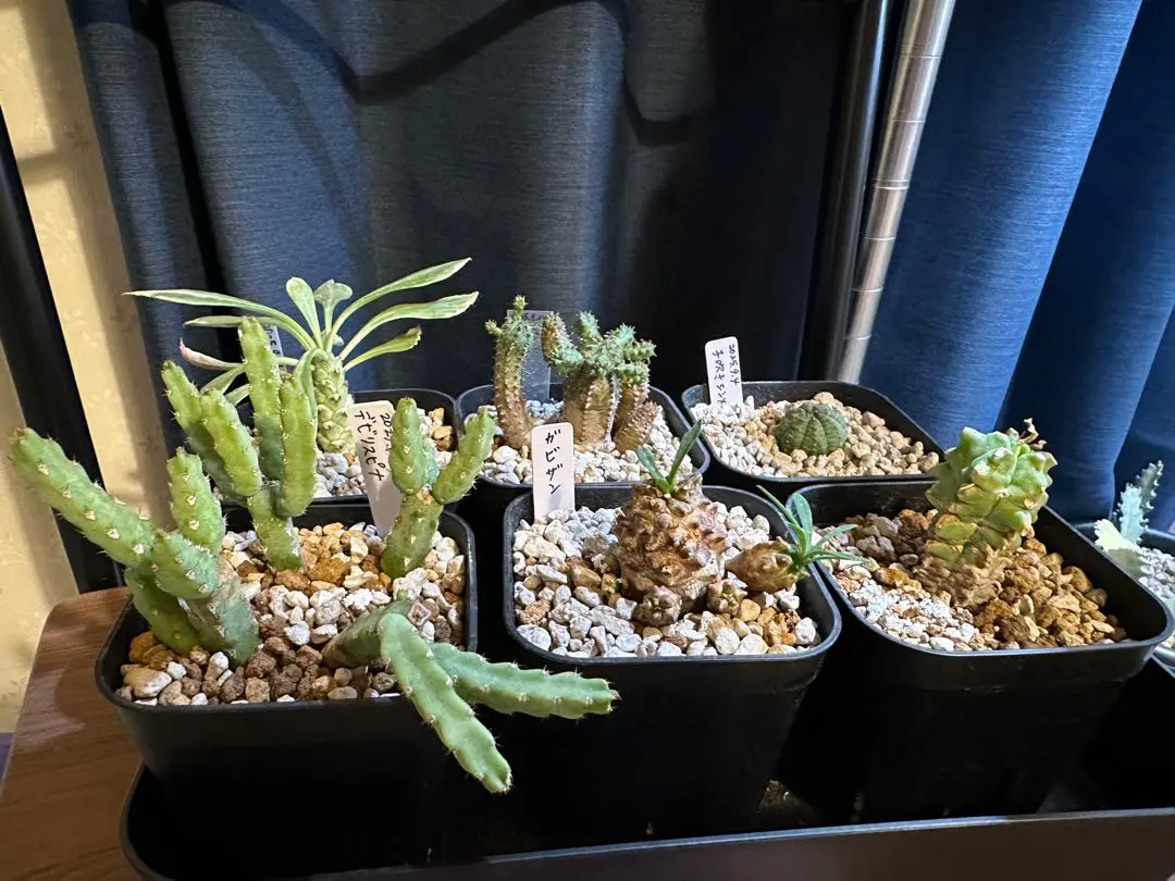 2026年最新】ユーフォルビア シンメトリカの人気アイテム - メルカリ