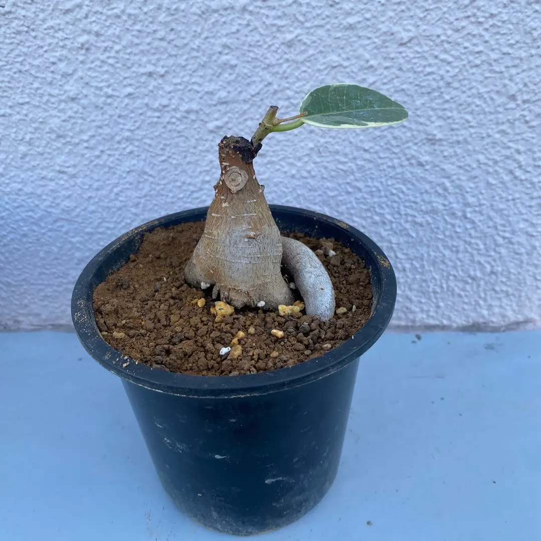 2026年最新】パンダガジュマル 斑入りの人気アイテム - メルカリ