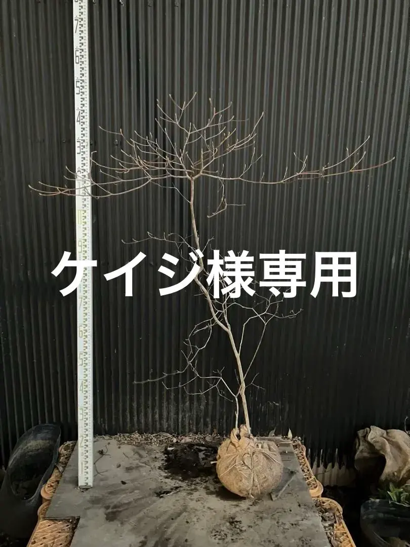 2026年最新】山採り ミツバツツジの人気アイテム - メルカリ