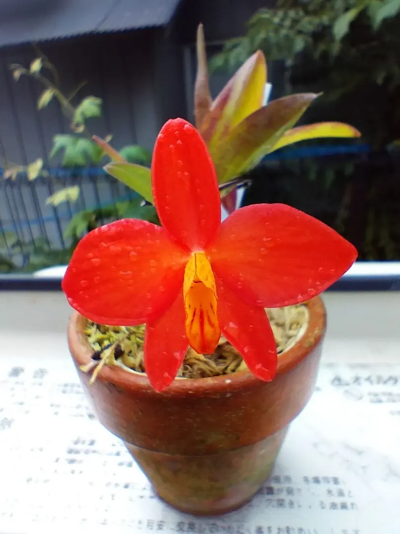 2026年最新】ソフロニティスの人気アイテム - メルカリ