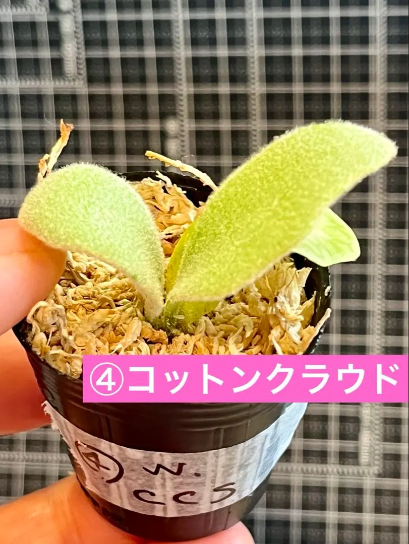 2026年最新】willinckii cloudの人気アイテム - メルカリ