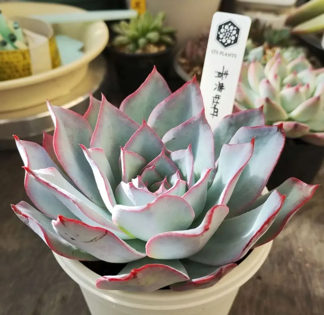 2026年最新】青典牡丹 多肉の人気アイテム - メルカリ