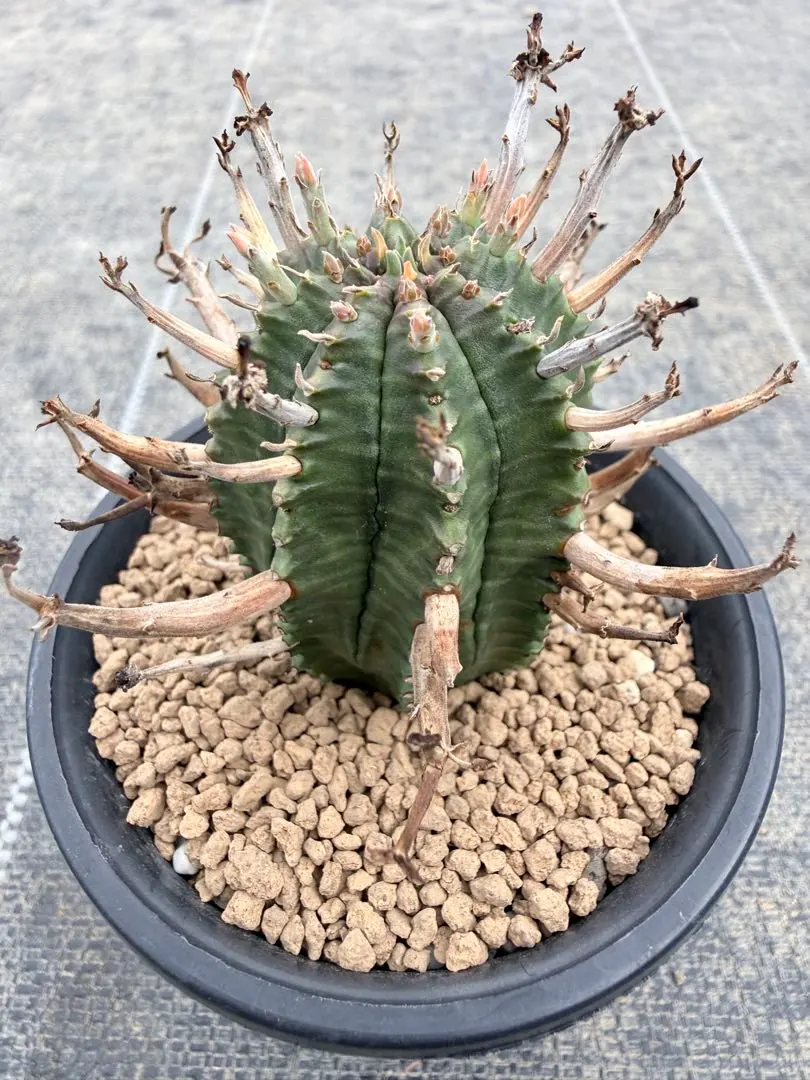 2026年最新】群星冠の人気アイテム - メルカリ