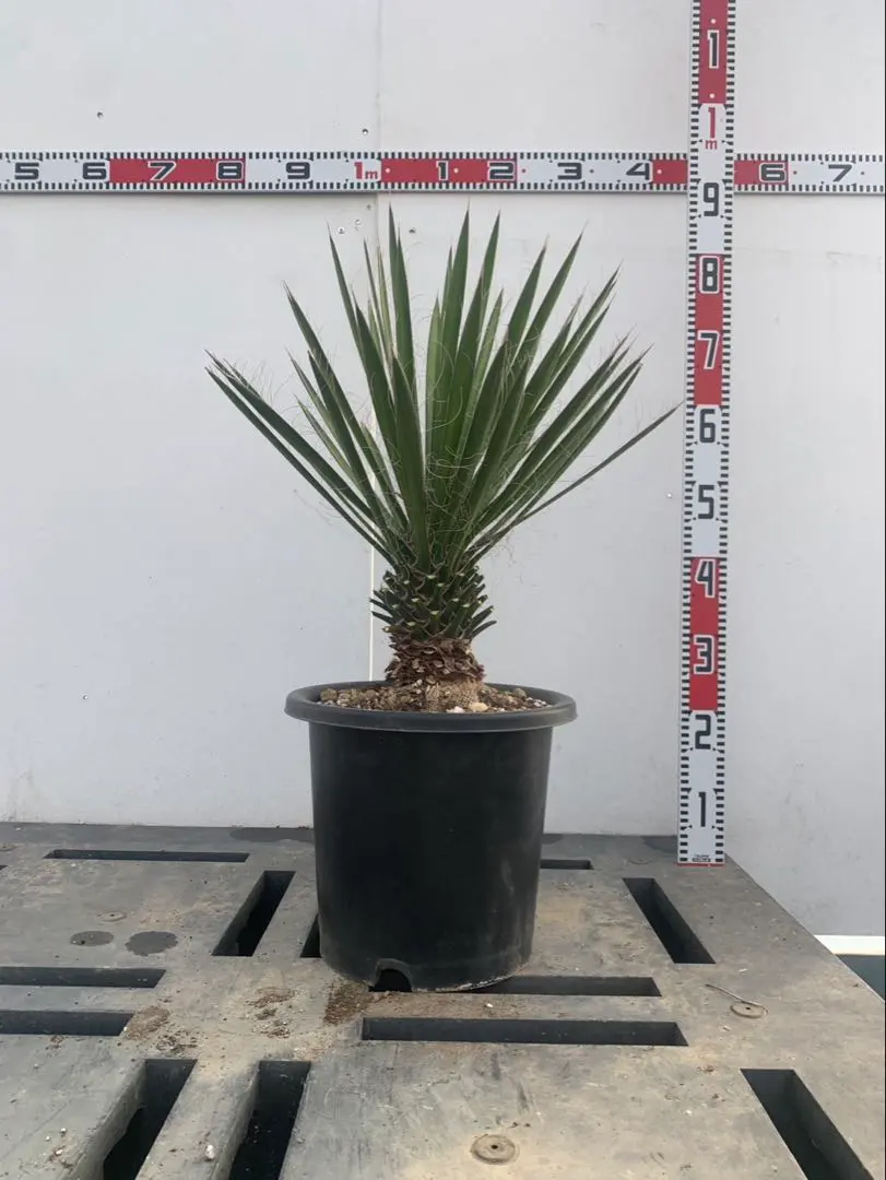 2026年最新】ユッカフィリフェラの人気アイテム - メルカリ