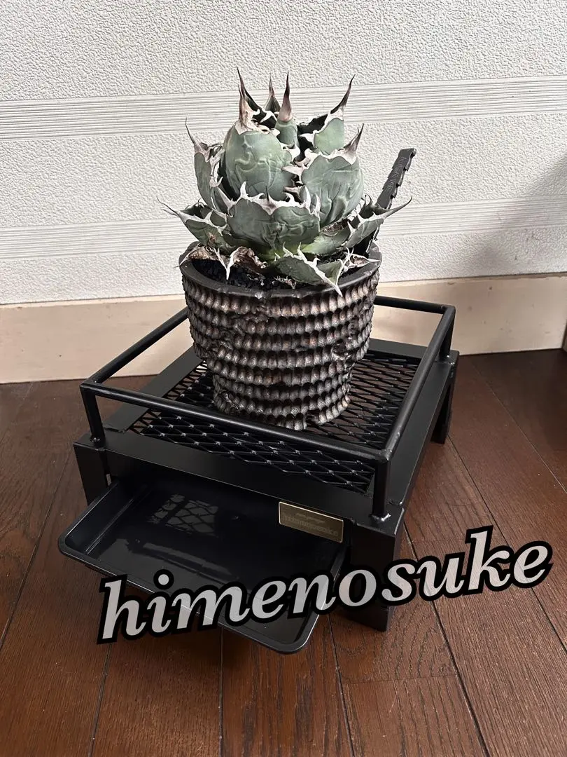 2026年最新】多肉植物トレイ棚の人気アイテム - メルカリ