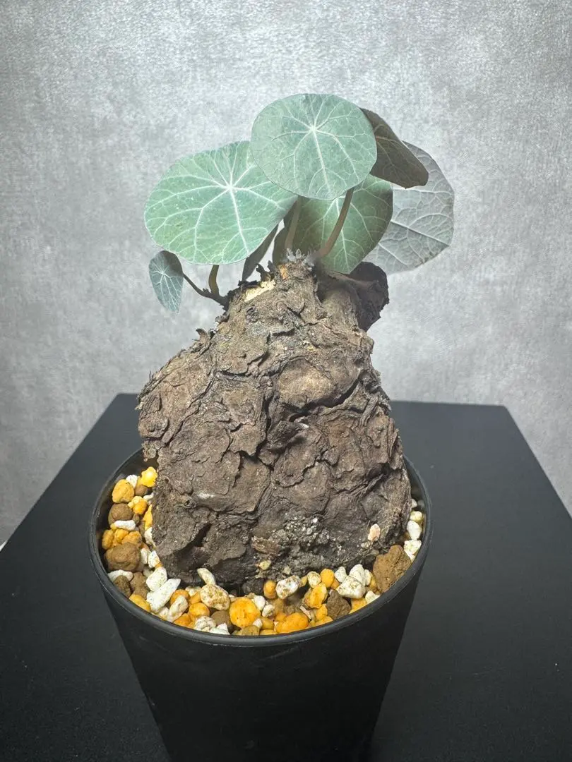 2026年最新】ステファニア カウィーサキーの人気アイテム - メルカリ