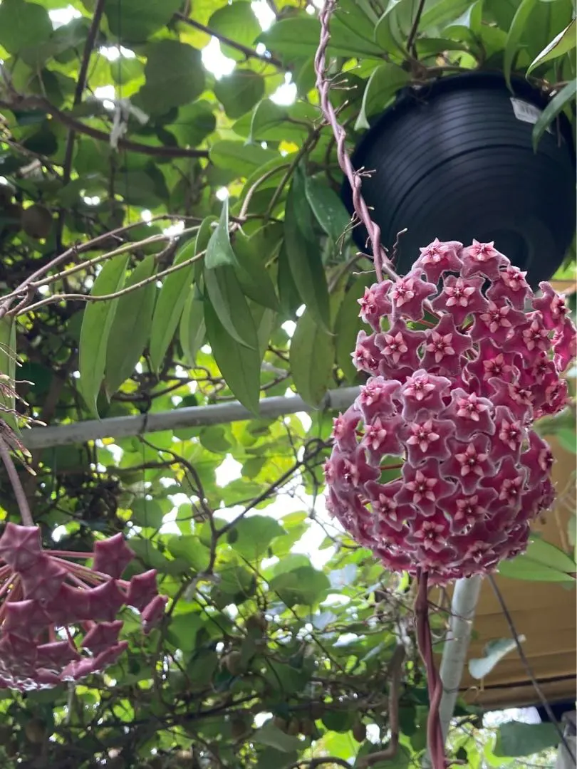 2026年最新】ホヤ マチルダの人気アイテム - メルカリ