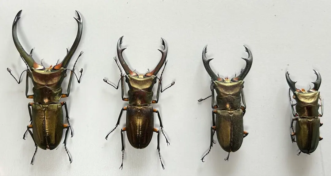 2026年最新】エラフスホソアカクワガタ 標本の人気アイテム - メルカリ