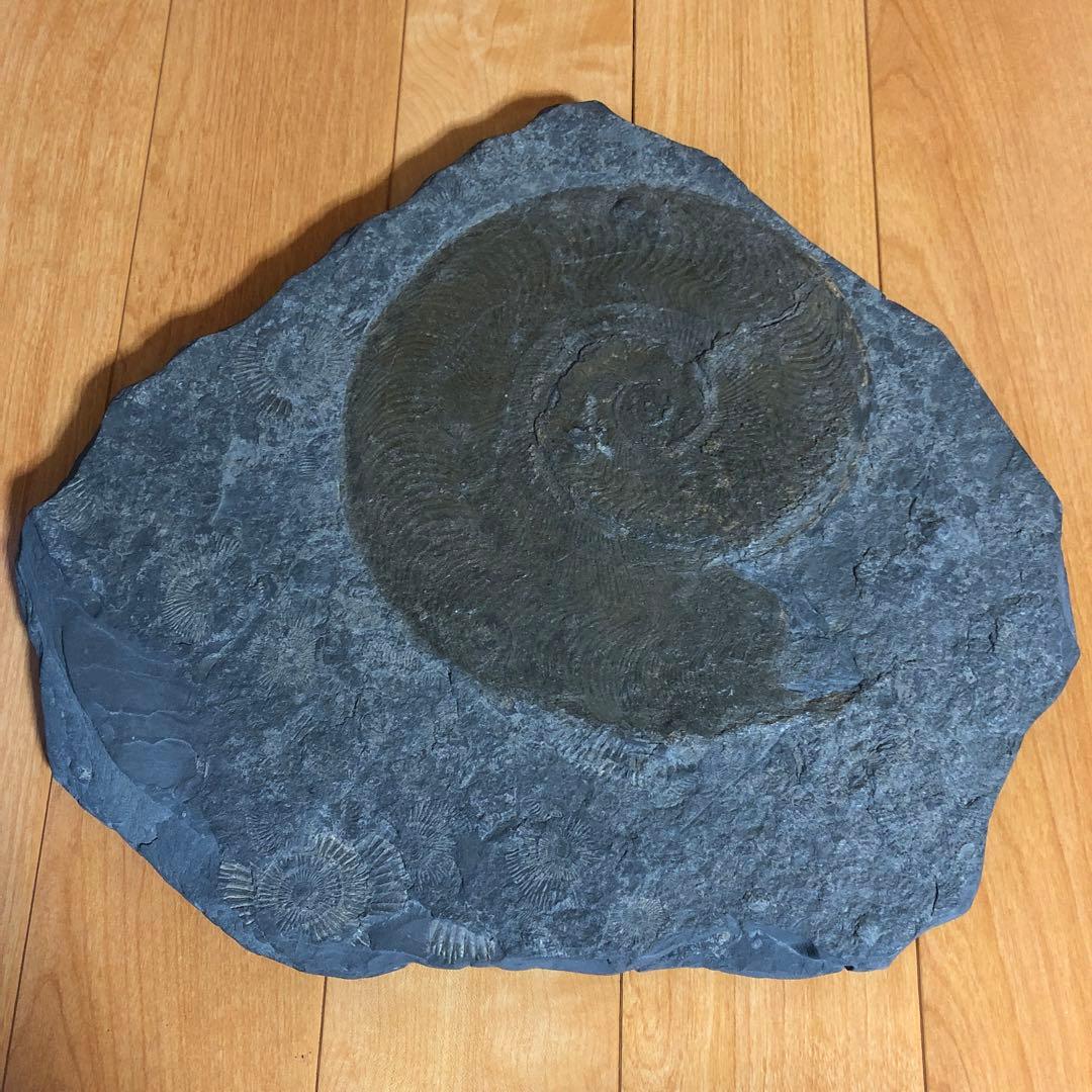 アンモナイト化石 楽天市場】【送料無料】【アンモナイト/化石】大型 アンモナイト 化石