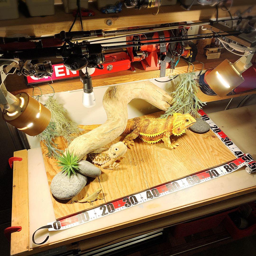 流木No.368アク抜き済 煮沸紫外線殺菌済 爬虫類トカゲシェルター素材