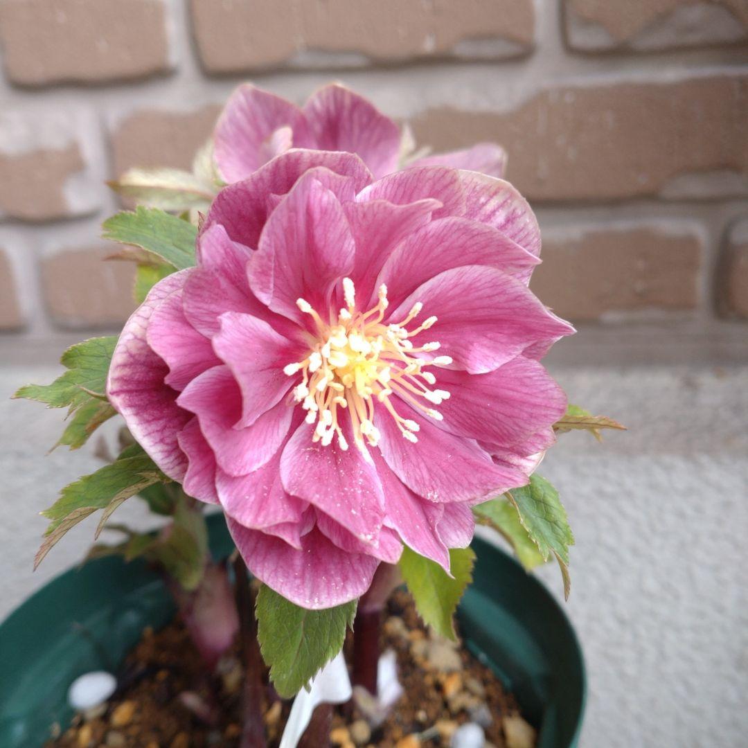 広瀬園芸✨ピンクオーレア✨ダブル✨クリスマスローズ✨ソレイユの花粉