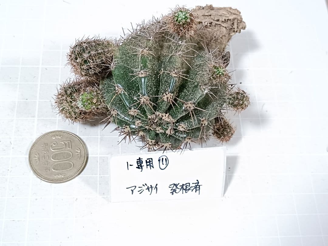 1-保護猫ファミリー様専用商品 花サボテン