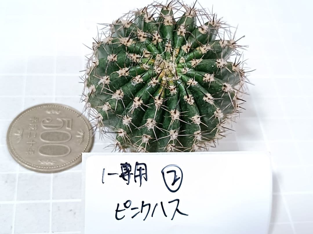 1-保護猫ファミリー様専用商品 花サボテン