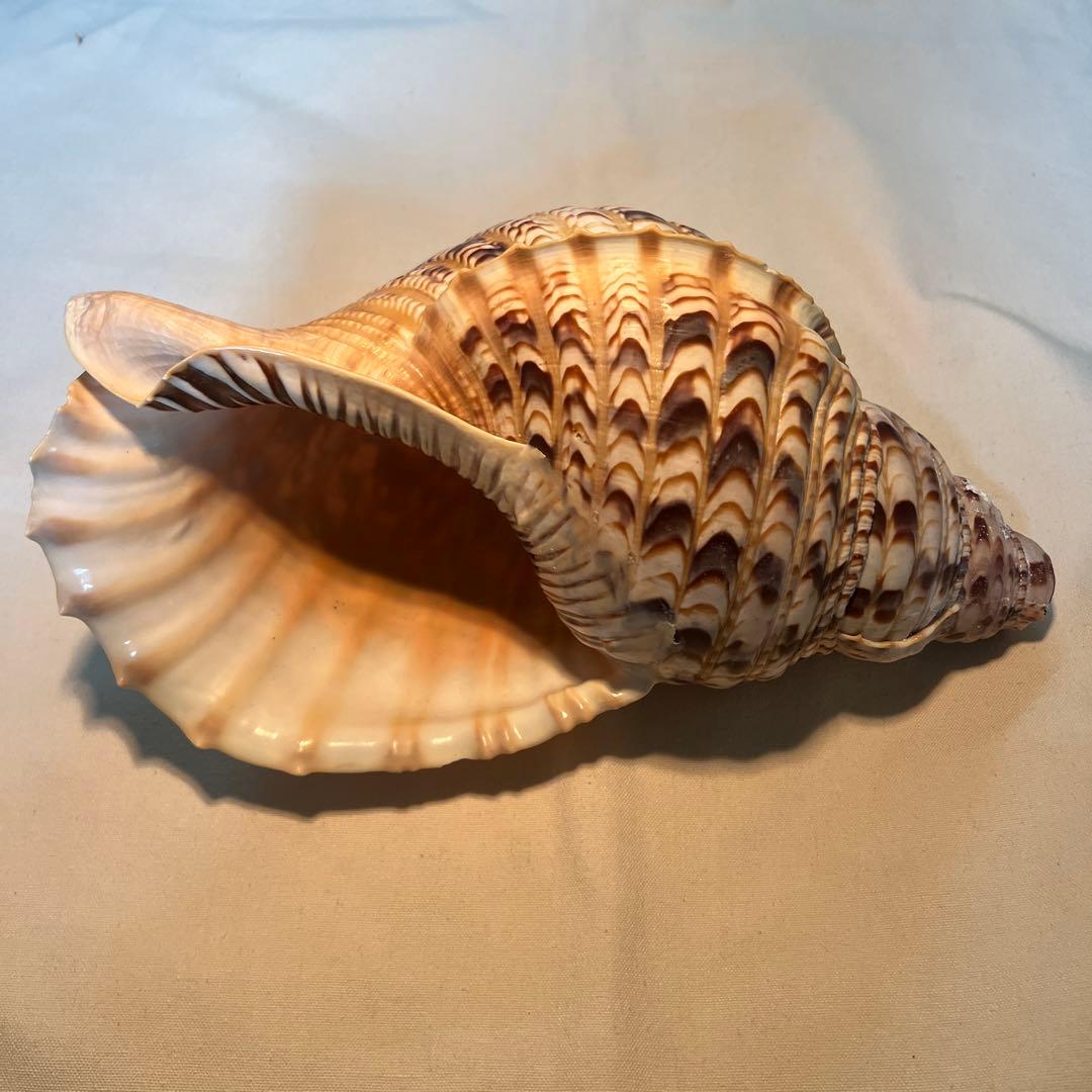 法螺貝　大きな巻貝 茶色とクリーム色のストライプ 法螺貝 約725g 39cm - Kaiショップ