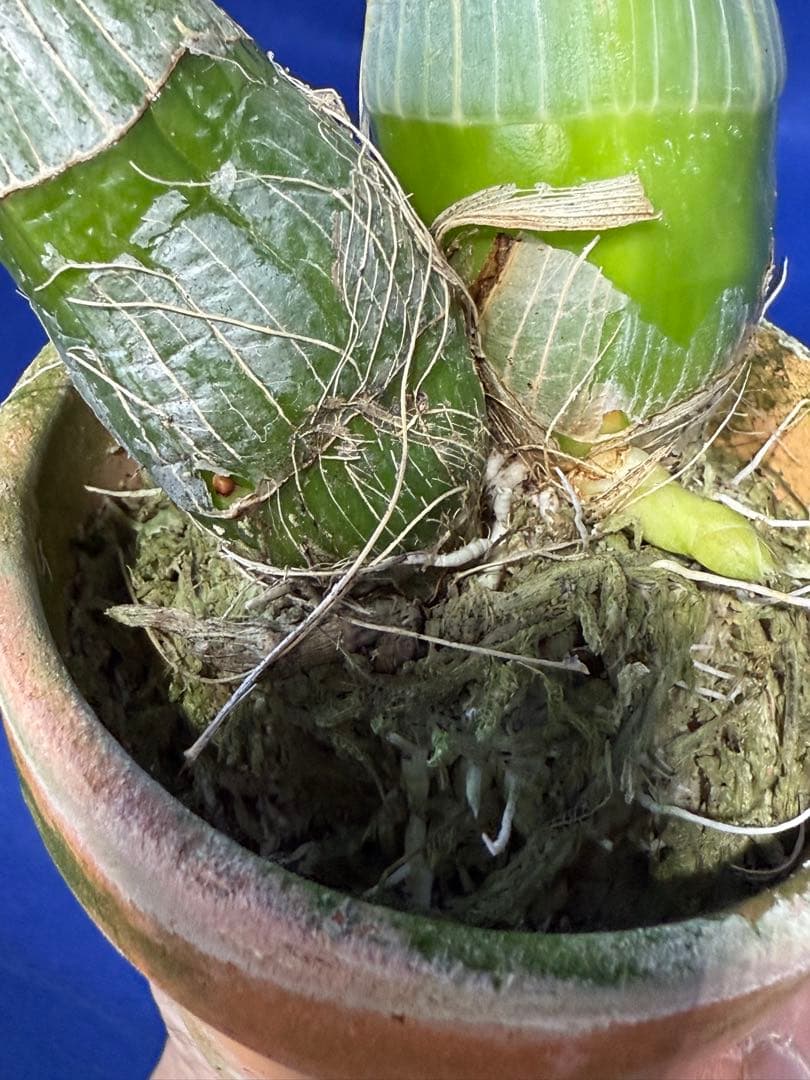 105 タケノコラン　Clowesia 'Queen knight'(OG)