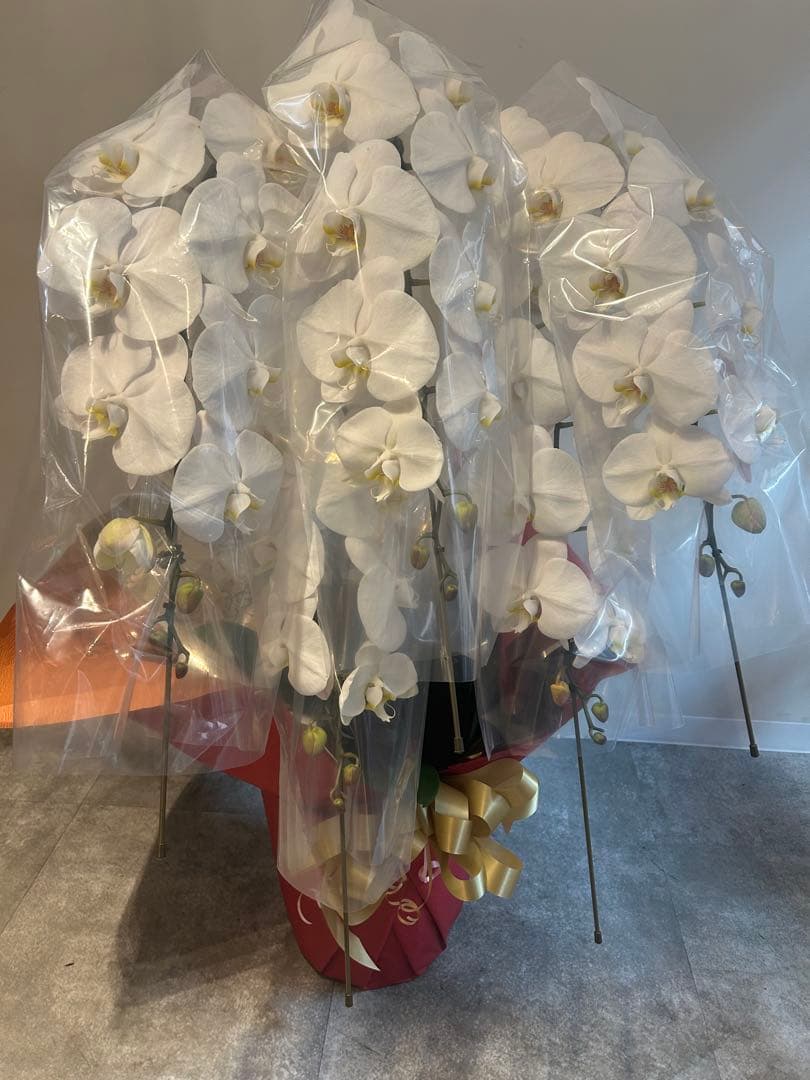 愛ふわふわ　白い胡蝶蘭　ラッピング付き　110センチ　北海道、沖縄発送不可 おしゃれなラッピング胡蝶蘭 8本立 白 88～96輪以上‐サムライフラワー