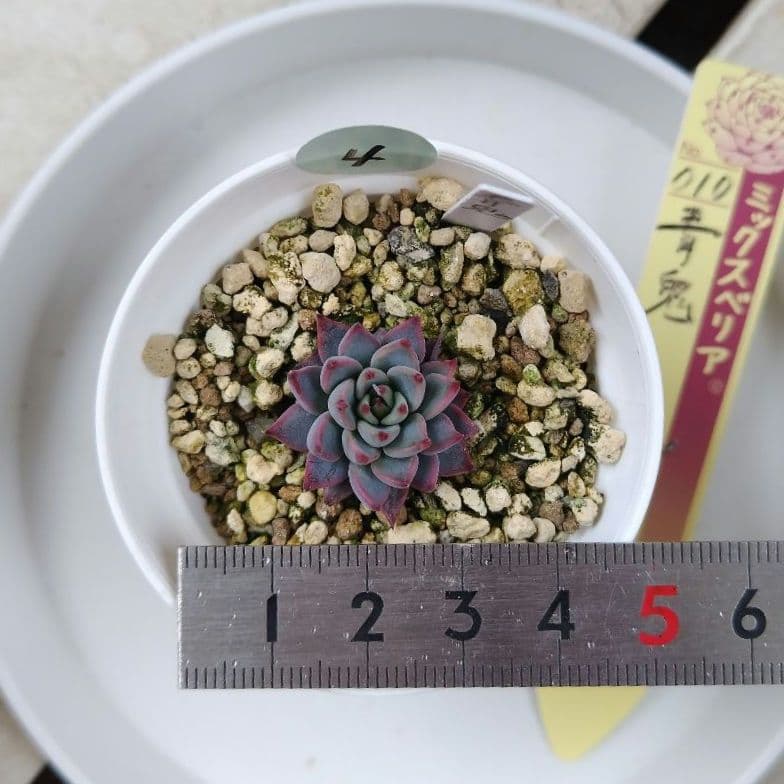 ミックスベリア 青鬼 小苗④ - メルカリ