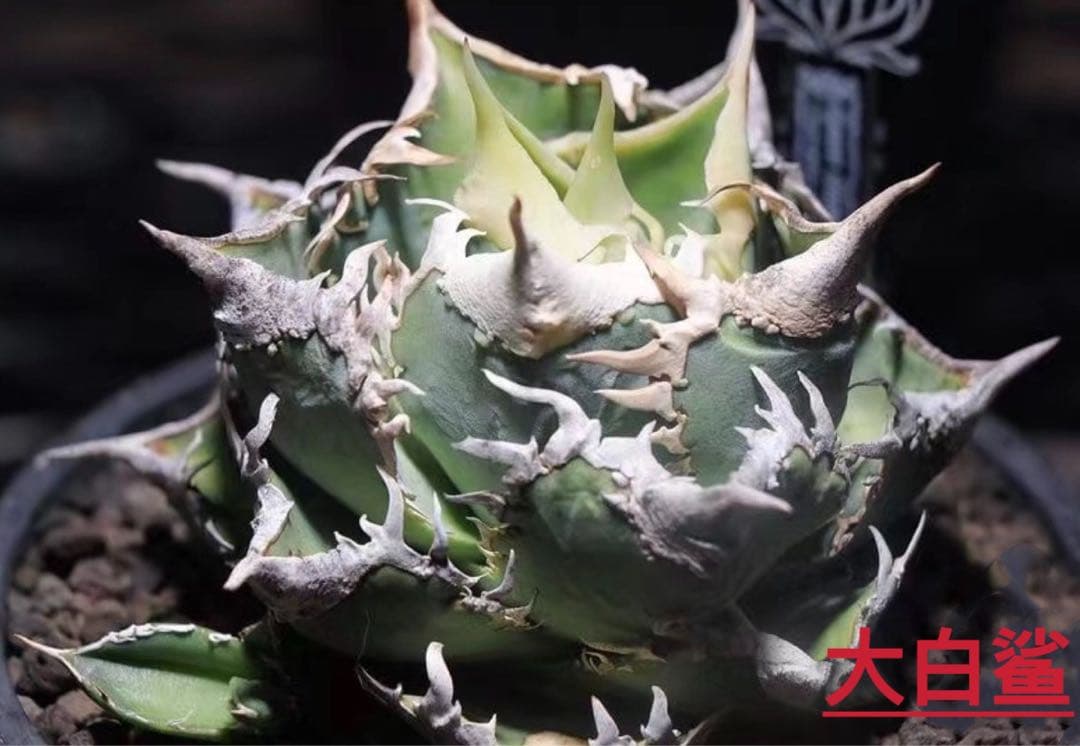 38. 高級品種 多肉植物 アガベ チタノタ 大白鯊 ホオジロザメ - メルカリ