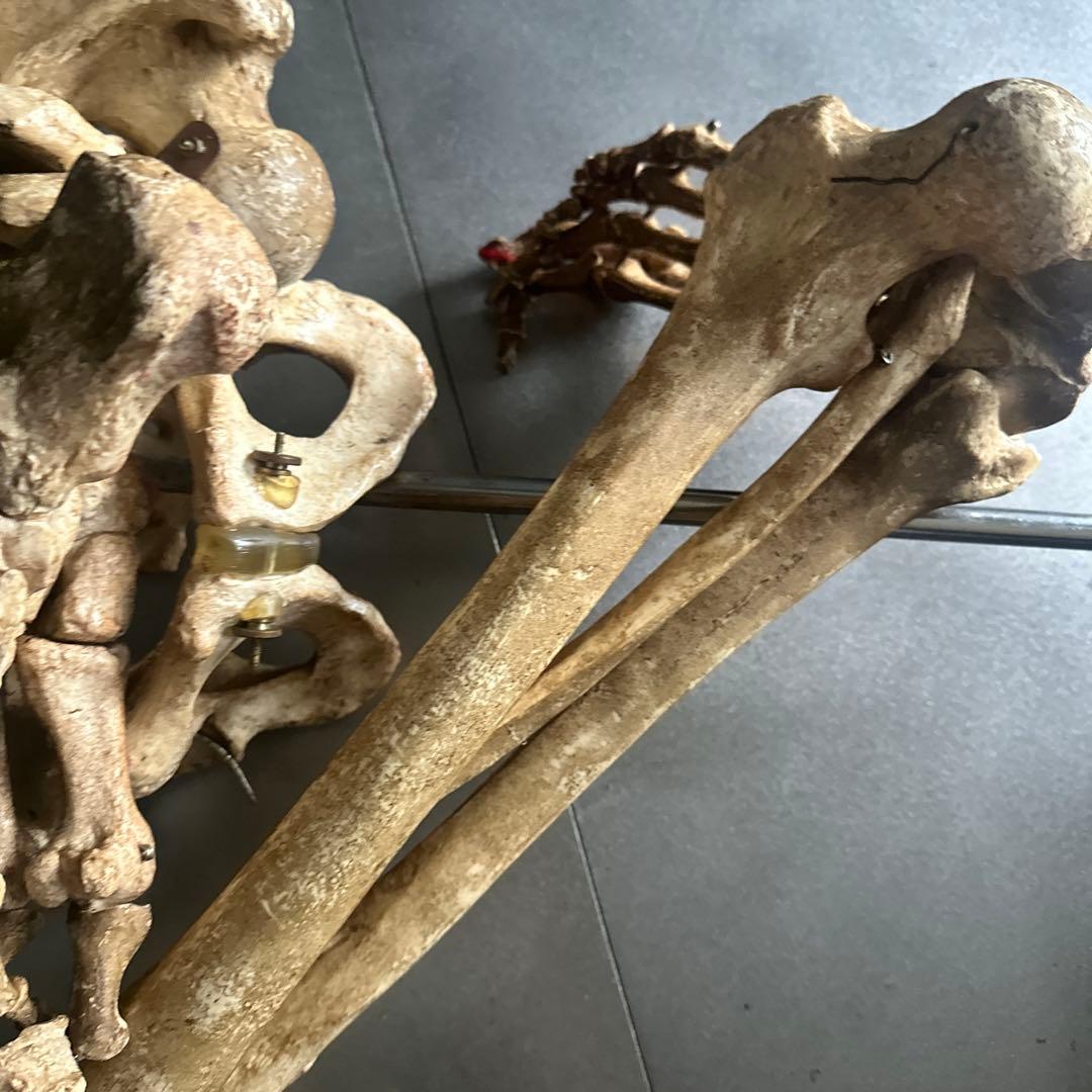 お値下げ‼️人骨模型ジャンク難ありハロウィンディスプレイハロウィン衣装に❗️