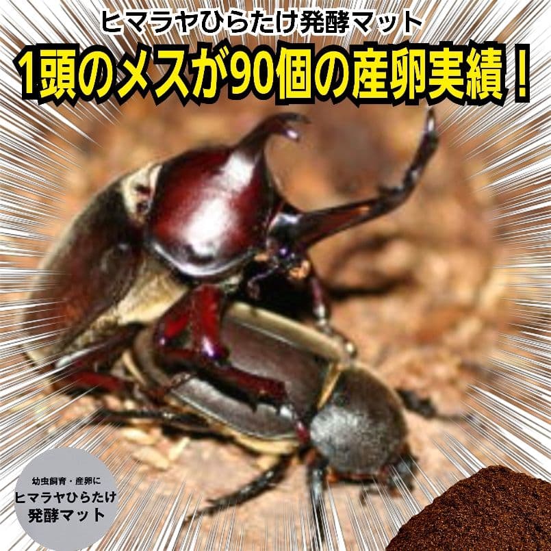 カブトムシの産卵に抜群！ヒマラヤひらたけ発酵マット【60L】雑虫がわきません！ 国産カブトムシ幼虫に抜群！ヒマラヤひらたけ発酵マット【50L】産卵に