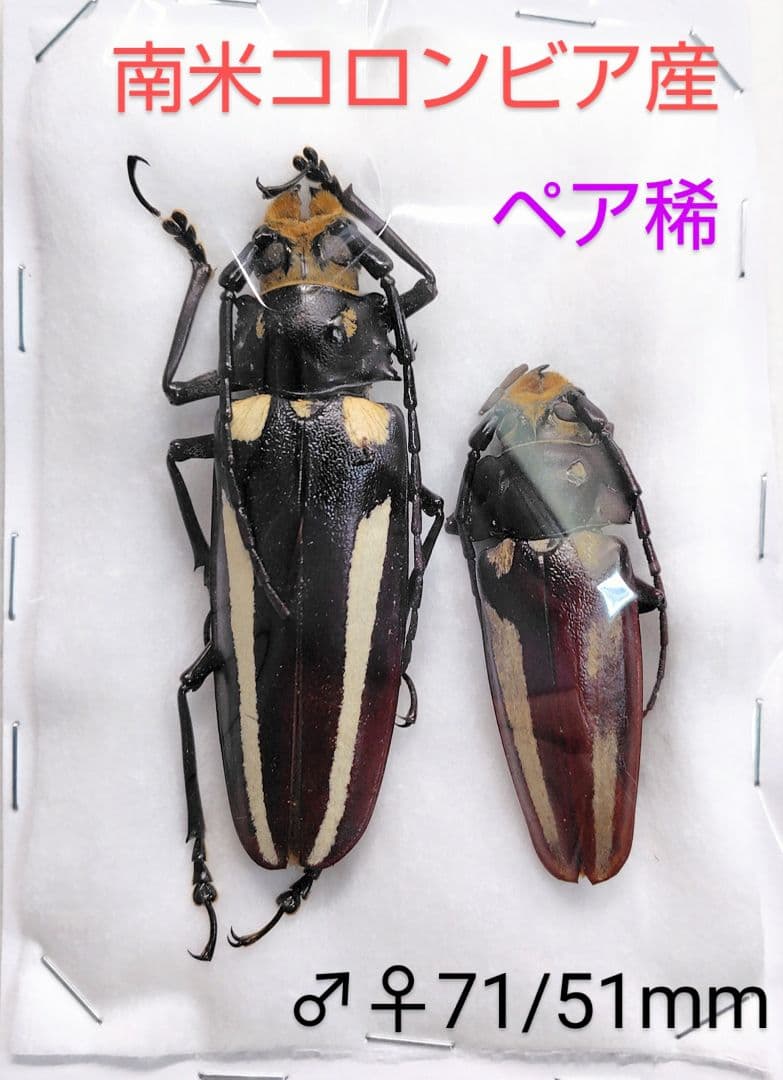 レモネイトゲウスバカミキリCalli- lemoinei ♂♀ 71/51mm レモネイトゲウスバカミキリCalli- lemoinei ♂♀ 71/51mm Kansept