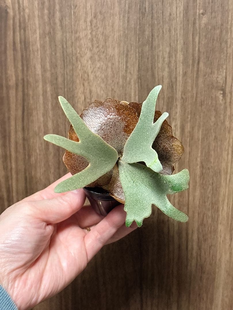 goul4711  WHISeL】 WH11486 男女兼用パンツ通販ページ│自重堂＜公式