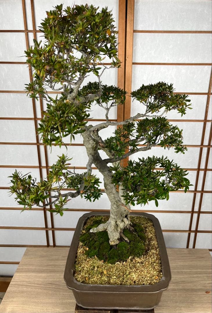 皐月(さつき)】 緋光琳(ひこうりん) 盆栽 素材
