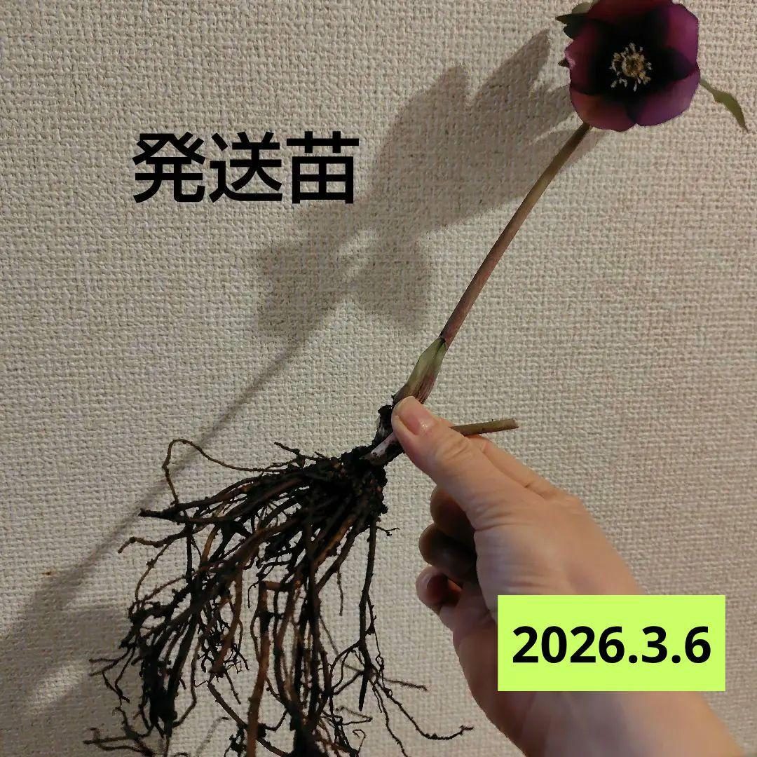 4 株分け苗 クリスマスローズ - メルカリ