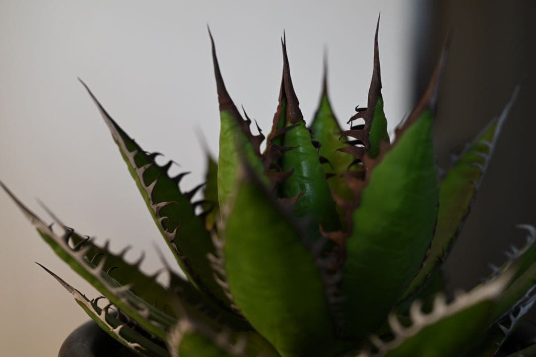 アガベ ホリダ 極上株 強棘 狂刺 - メルカリ