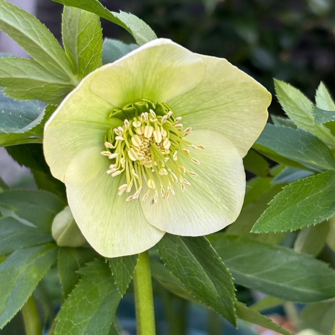 原種クリスマスローズ♡リグリクス♡充実株 - メルカリ