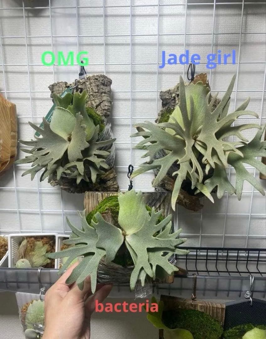 oceanbeawjade girl bacteria OMG3株セット 718arjeG6YL._AC_UF894,
