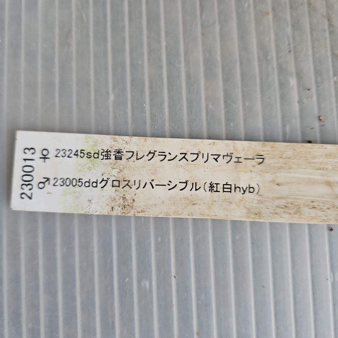 ごまたまご様お取り置き苗㉖-596クリスマスローズ - メルカリ