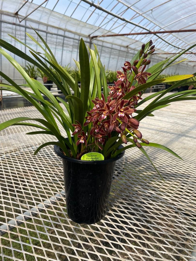 R8年キンリョウヘン花芽3本#7 - メルカリ