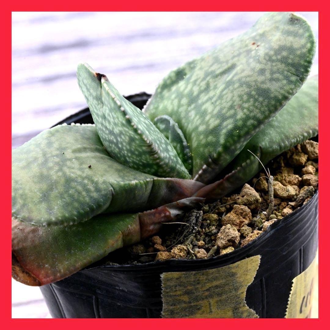 ガステリア 恐竜臥牛 多肉植物 肉厚 1199 - メルカリ