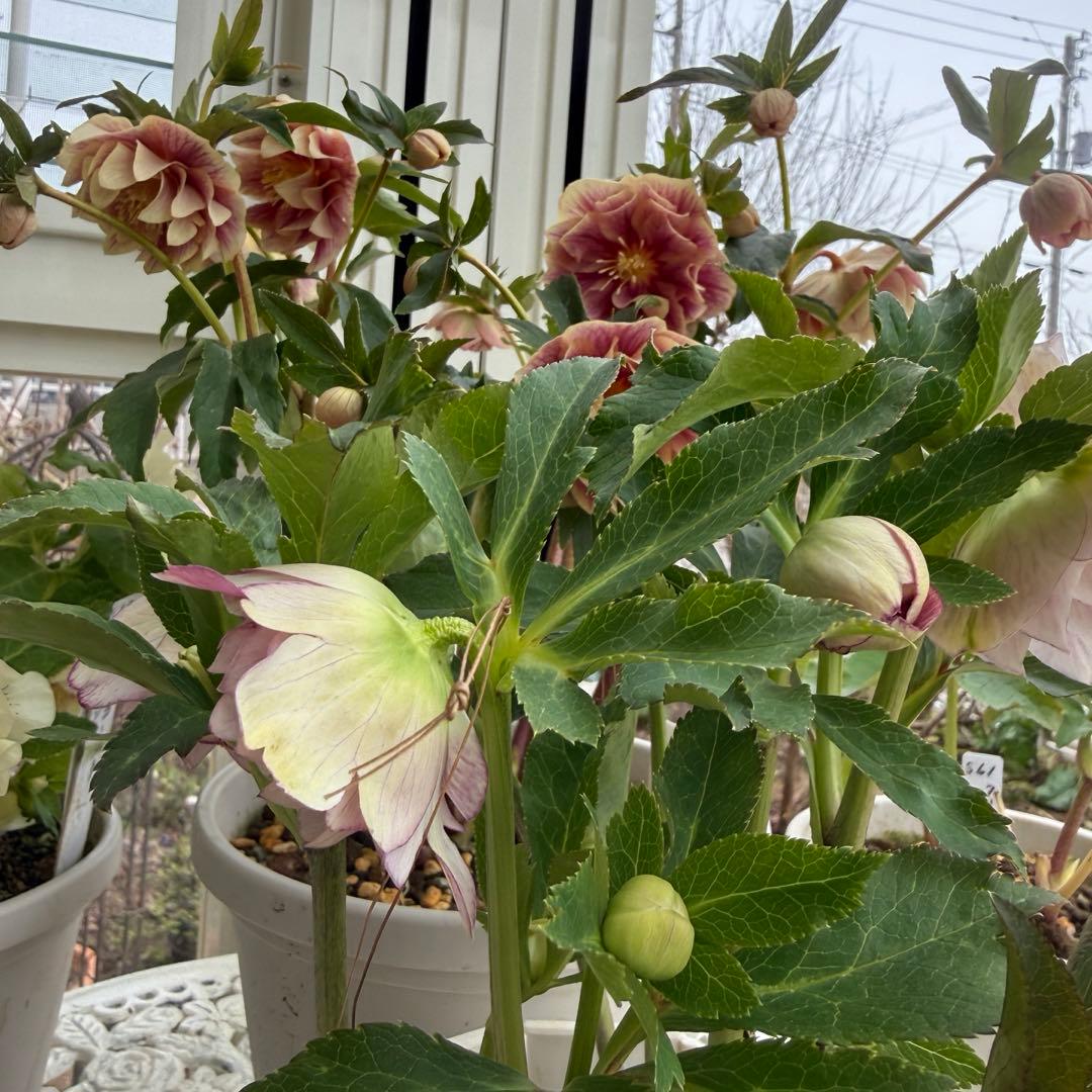 ddホワイトぼかしピンク 広瀬園芸 ✨おまけソレイユ交配✨クリスマス