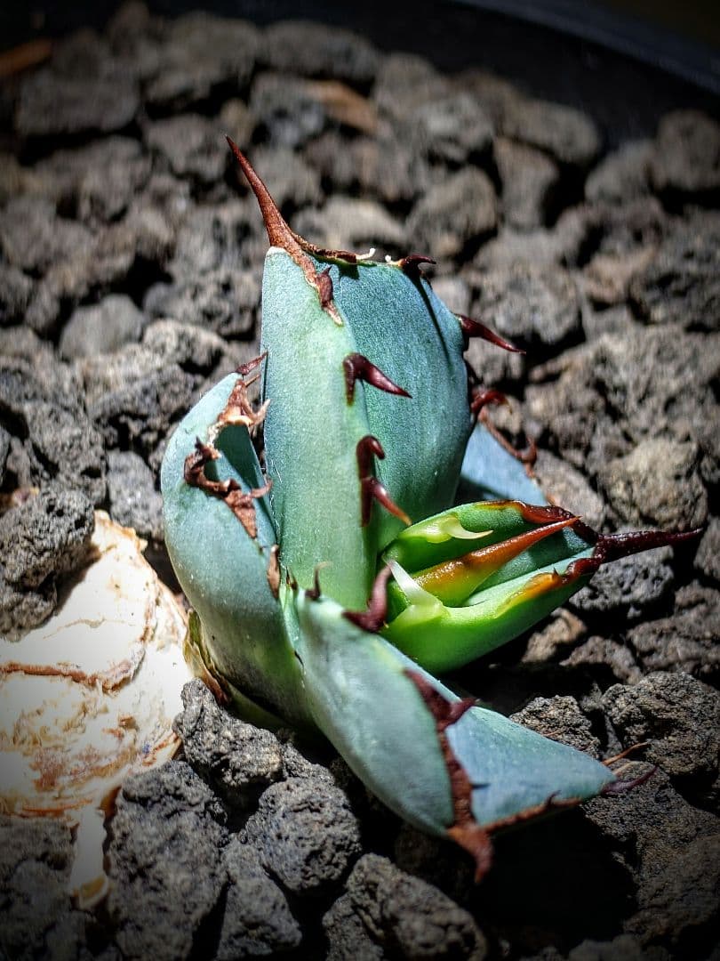 アガベ　チタノタ　dennisB05 子株　青犀牛 アガベ チタノタ 