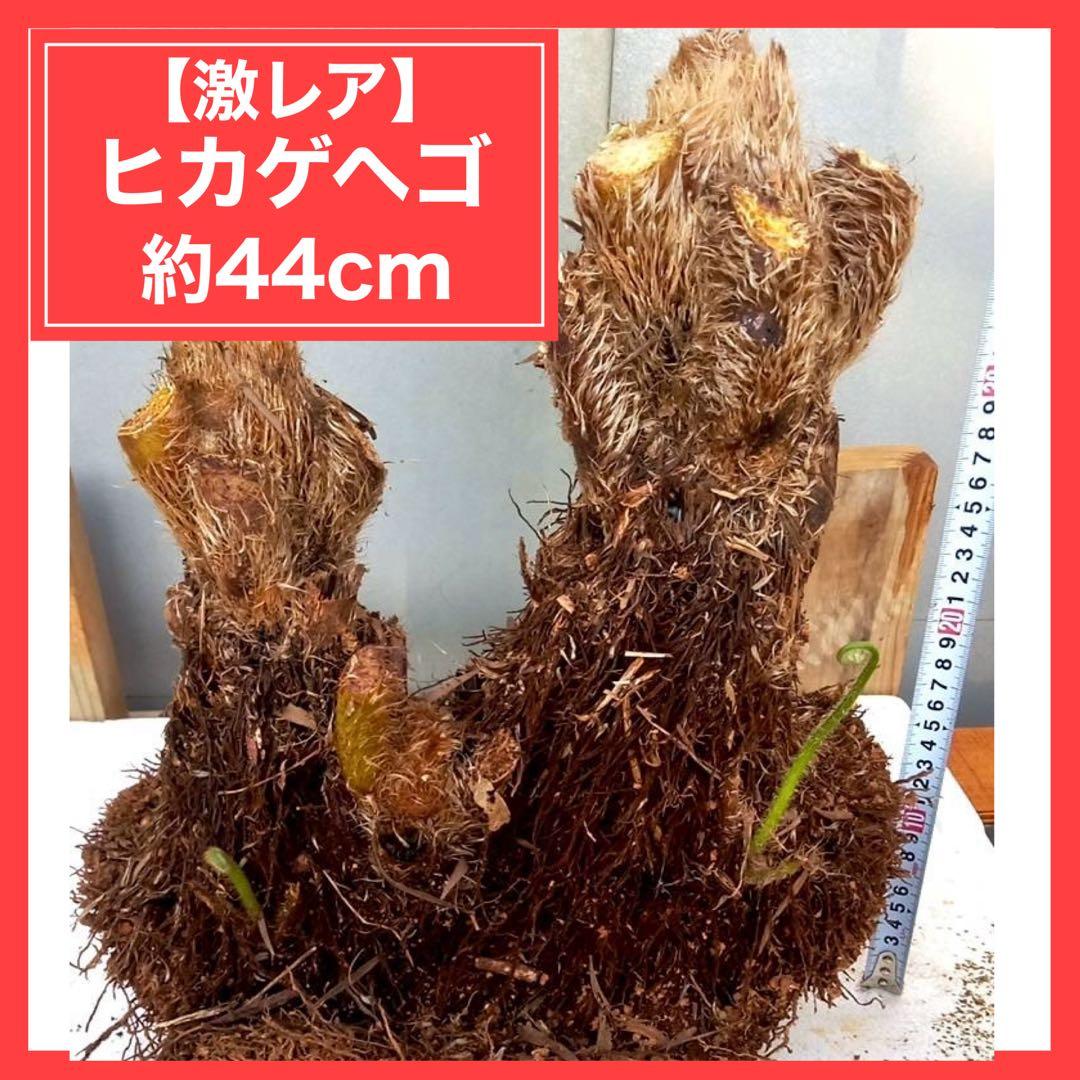 しゅうさん専用‼️ドラゴンフルーツ（コンドル苗）10本