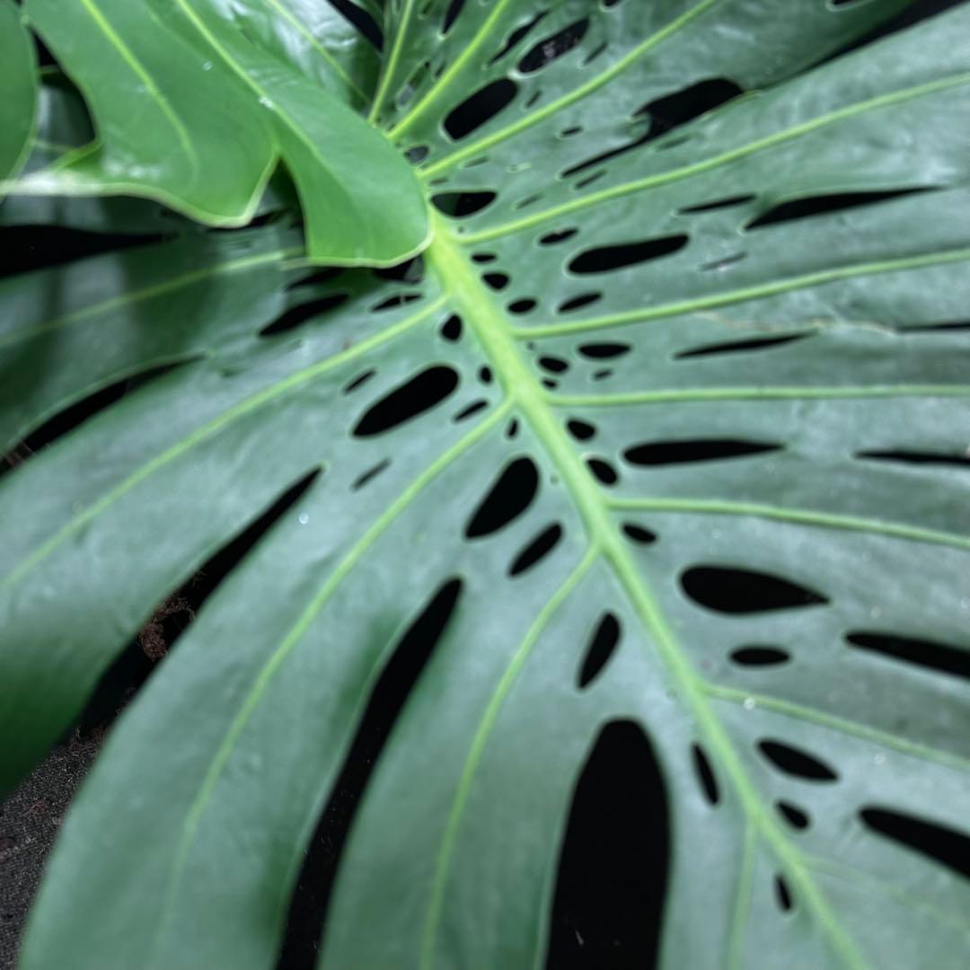 モンステラデリシオーサマクロコズム超希少系統鉢植え77㎝ - メルカリ