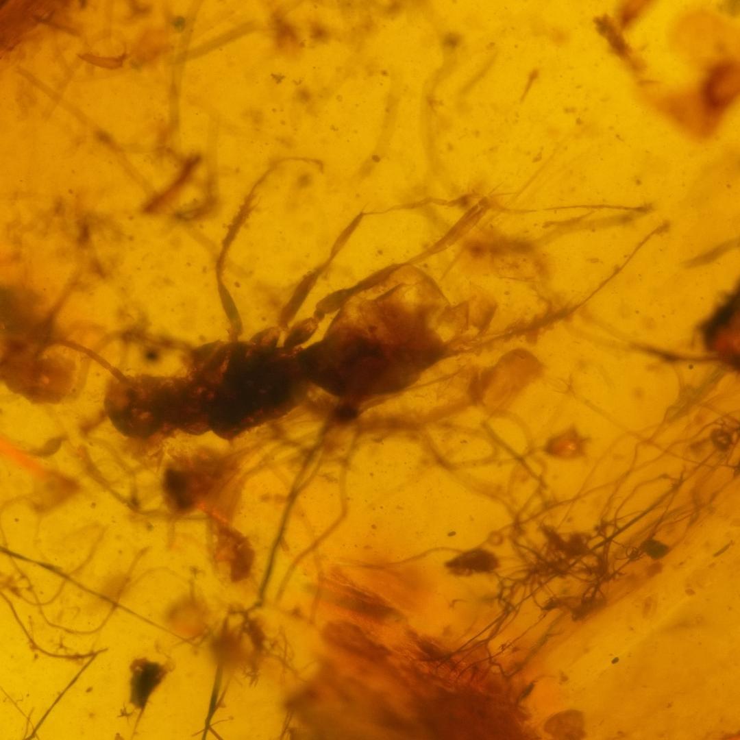 LA166虫入り琥珀化石 ミャンマー カムティかタナイ産 9900万年前