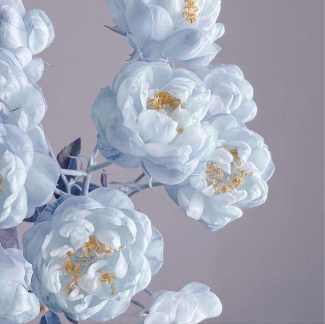 にんじんコート Amazon | ニンジン 甘美人 コート種子 250粒 人参 | 野菜