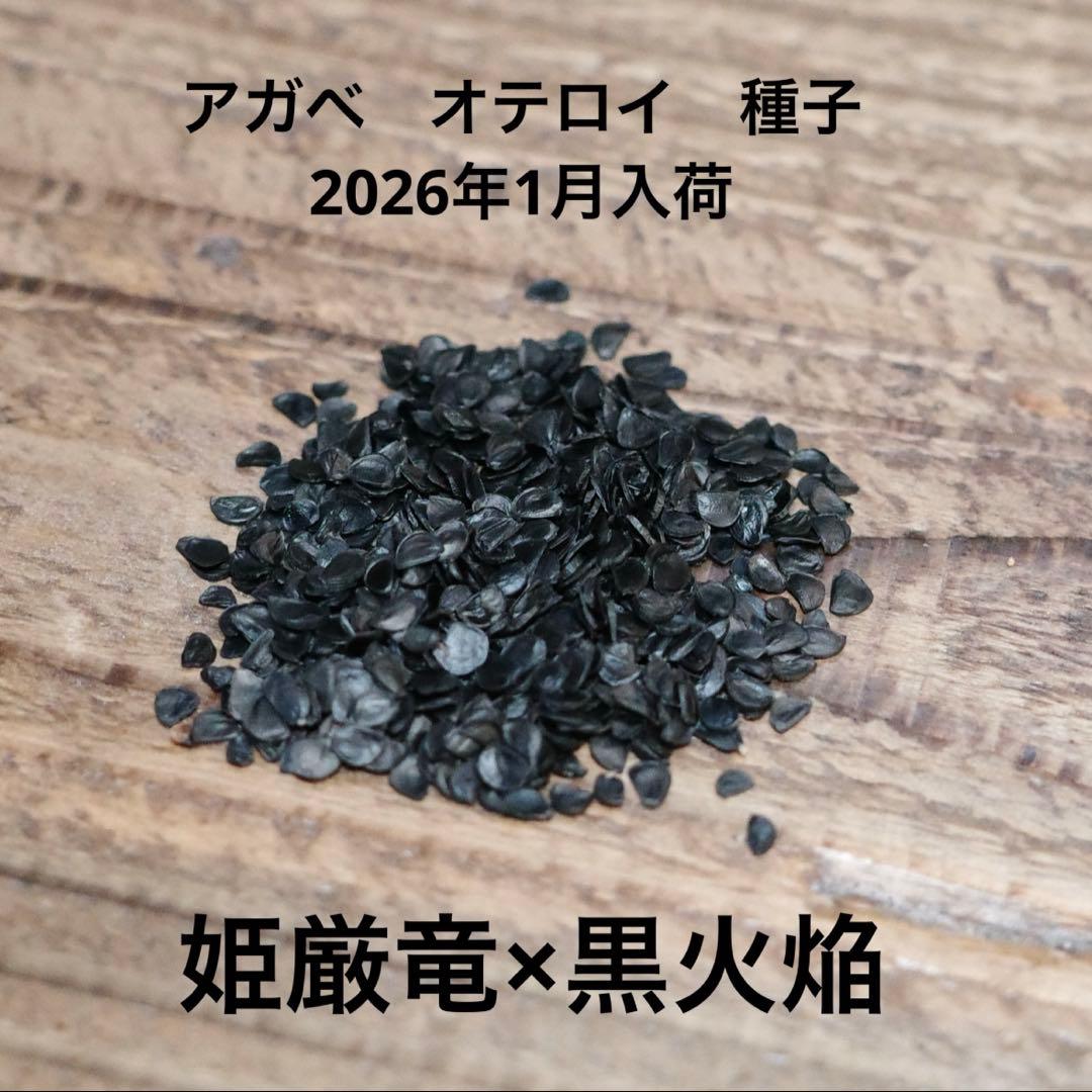 【yuki】アガベ　オテロイ　種子　姫厳竜×黒火焔 30粒 Amazon.co.jp: アガベ オテロイ 種子 50粒 Agave oteroi 多肉植物