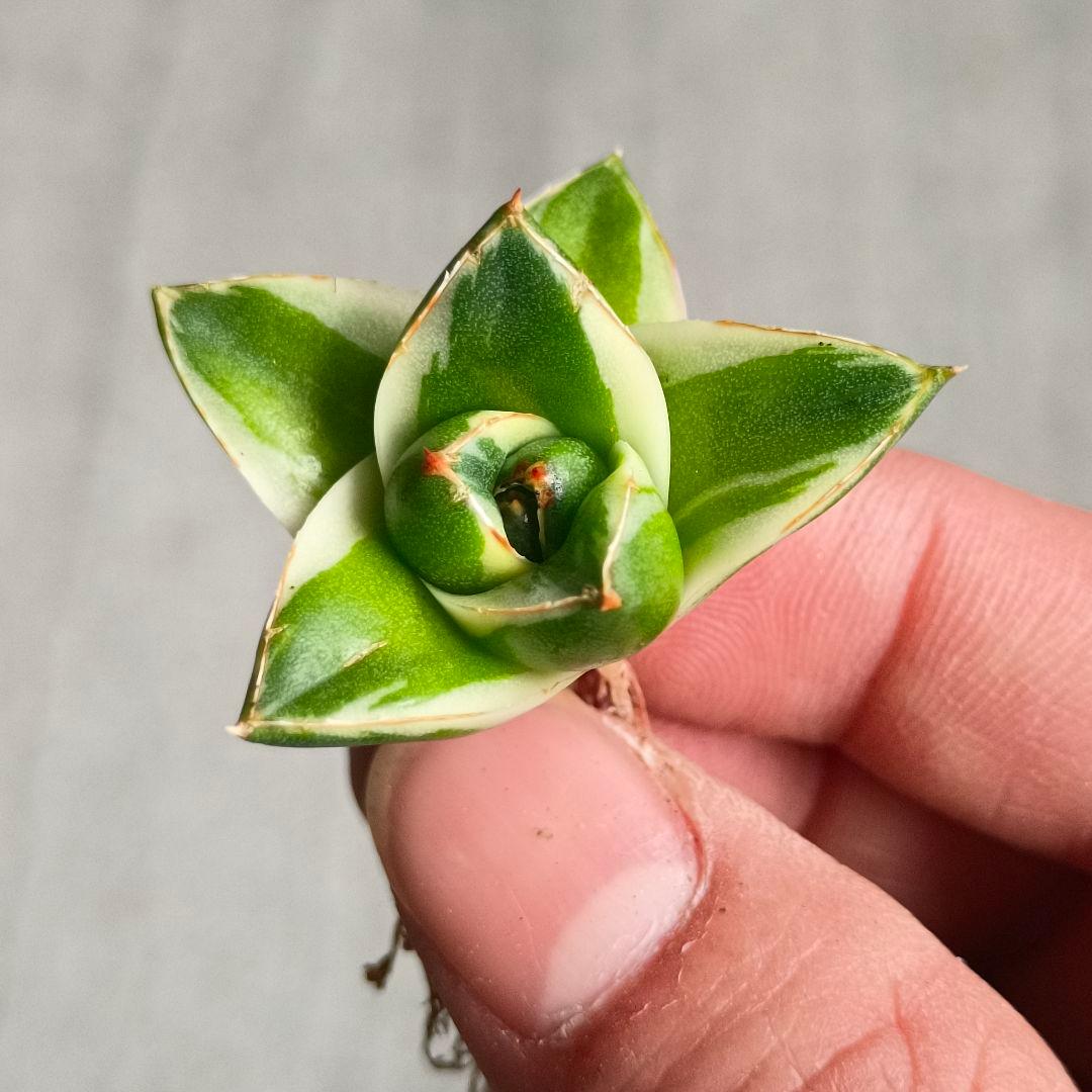 A072 多肉植物 アガベ ピンキー 王妃笹の雪A型 白覆輪斑 精選極上美株