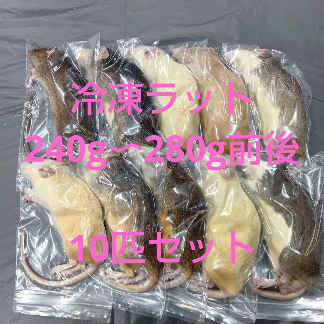 冷凍マウス 冷凍マウス通販・安いおすすめ餌】東京販売店・サイズ一覧 ｜臭い