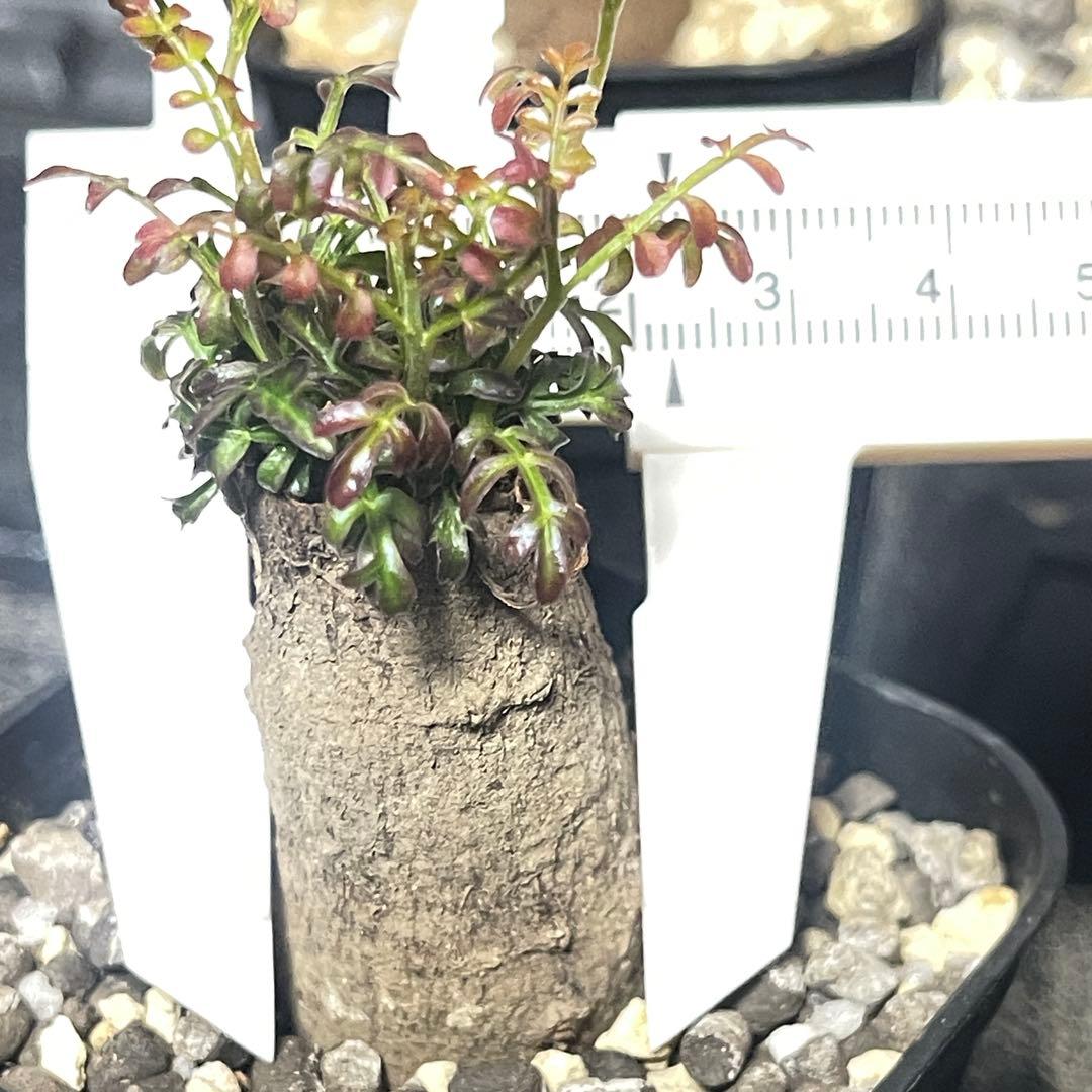 塊根植物】オペルクリカリア パキプス 根挿し 巨大パワータンク ⑤